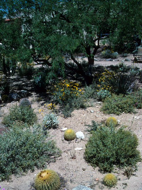 Prosopis velutina (Velvet mesquite) #23920