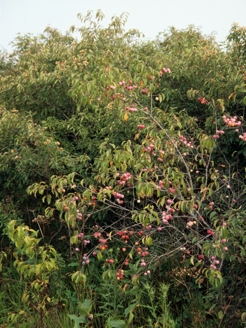 Prunus angustifolia (Chickasaw plum) #23926