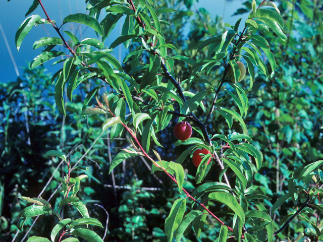 Prunus angustifolia (Chickasaw plum) #23927