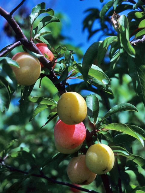 Prunus angustifolia (Chickasaw plum) #23928