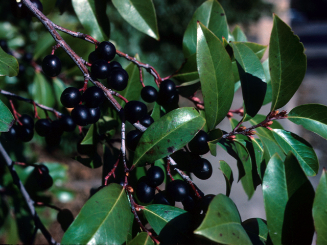 Prunus caroliniana (Carolina cherry-laurel) #23933