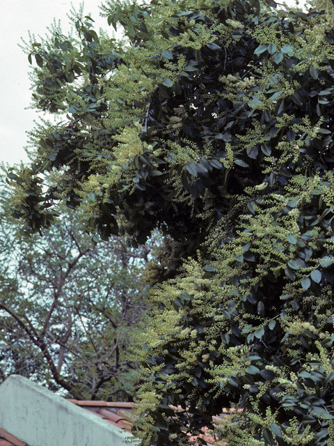 Prunus ilicifolia ssp. lyonii (Catalina cherry) #23935