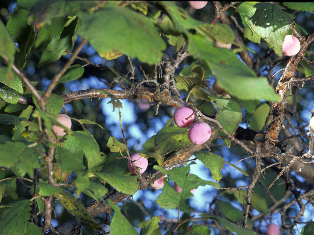 Prunus mexicana (Mexican plum) #23943