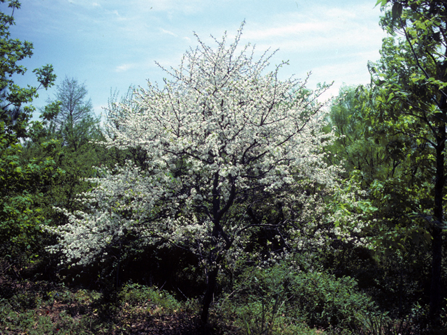 Prunus umbellata (Flatwoods plum) #23953