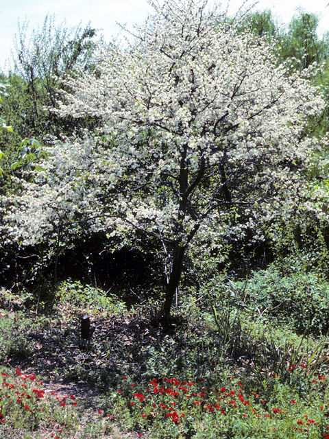 Prunus umbellata (Flatwoods plum) #23955