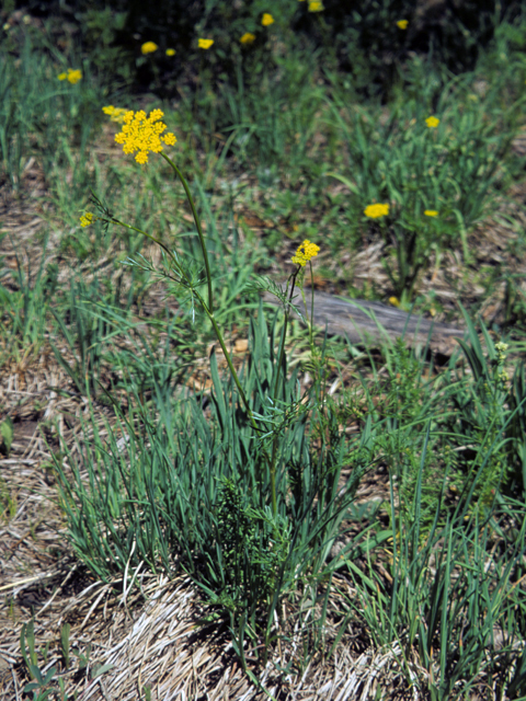 Pseudocymopterus montanus (Alpine false springparsley) #23965