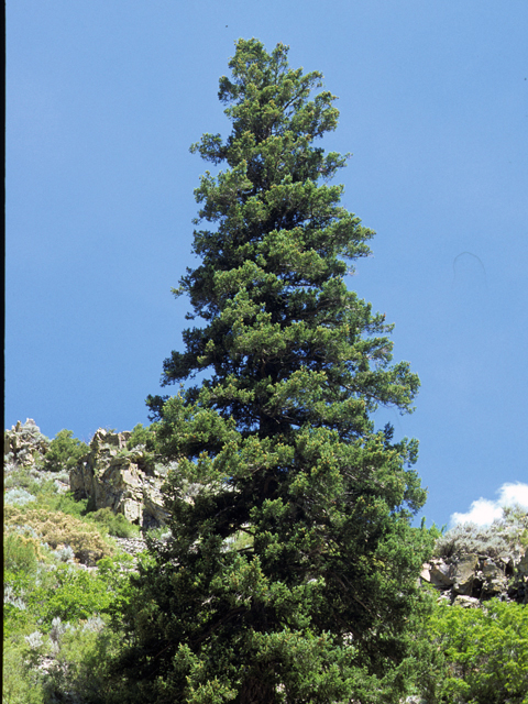 Pseudotsuga menziesii (Douglas fir) #23968