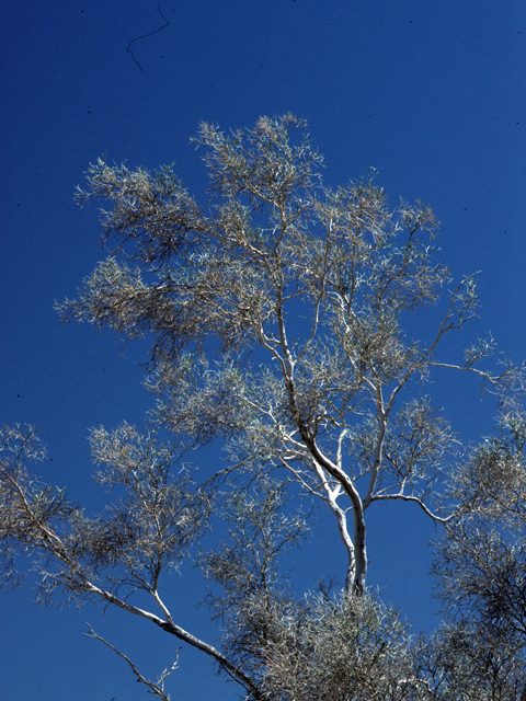 Psorothamnus spinosus (Smoketree) #23982