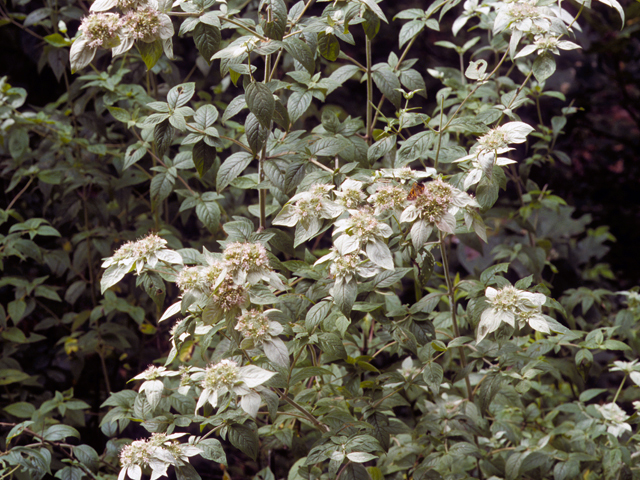 Pycnanthemum incanum (Hoary mountain mint) #23993