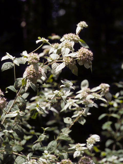 Pycnanthemum incanum (Hoary mountain mint) #23994