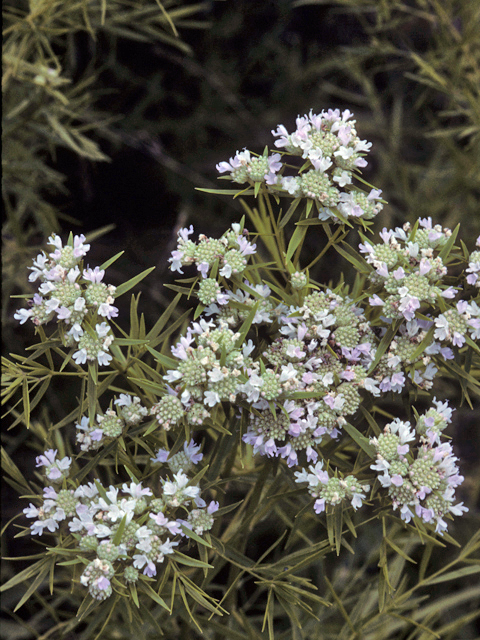 Pycnanthemum tenuifolium (Narrowleaf mountain mint) #23999