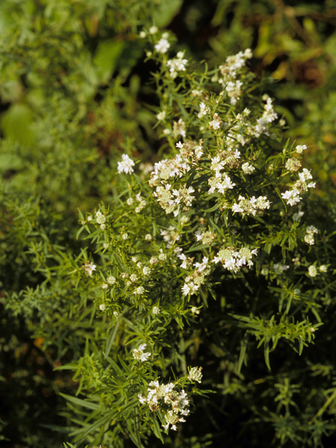 Pycnanthemum virginianum (Virginia mountain mint) #24005