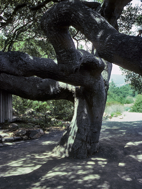 Quercus agrifolia (California live oak) #24026