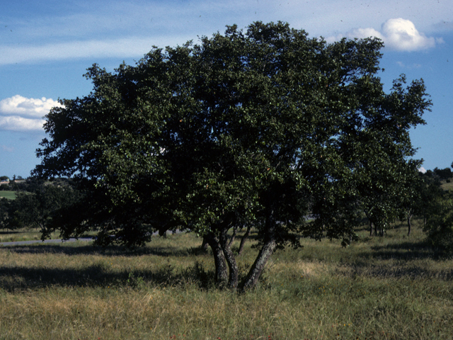 Quercus emoryi (Emory oak) #24031