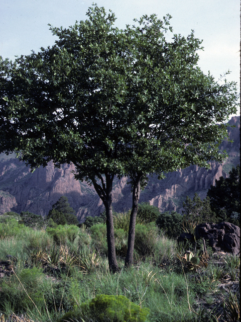 Quercus emoryi (Emory oak) #24032