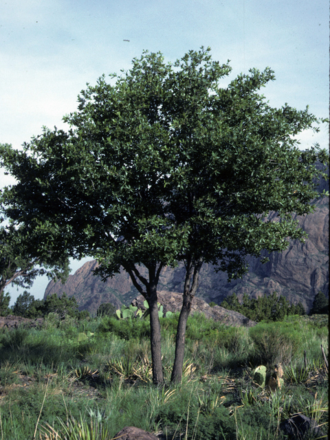 Quercus emoryi (Emory oak) #24033