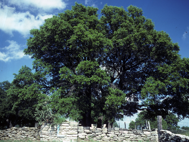 Quercus fusiformis (Escarpment live oak) #24041