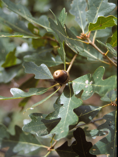 Quercus gambelii (Gambel oak) #24047