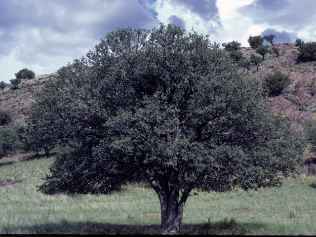 Quercus grisea (Gray oak) #24049