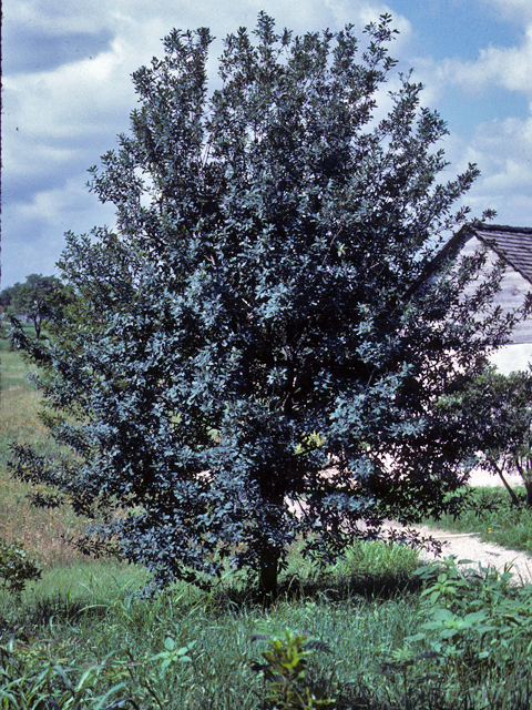 Quercus laceyi (Lacey oak) #24052