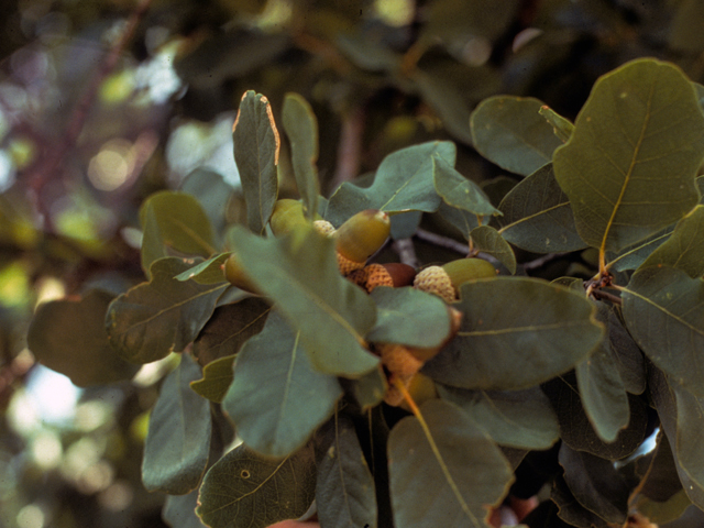 Quercus laceyi (Lacey oak) #24055