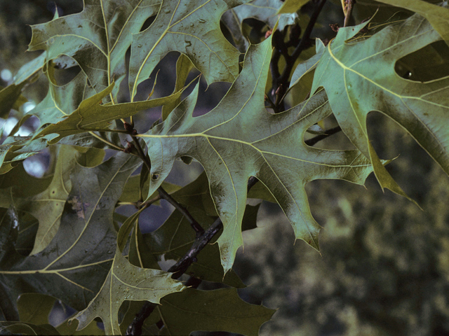 Quercus laevis (Turkey oak) #24057