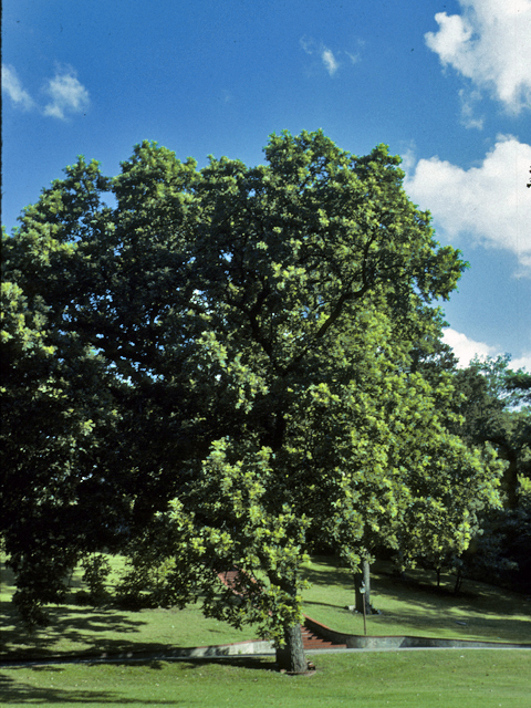 Quercus macrocarpa (Bur oak) #24059