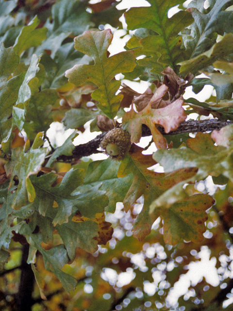 Quercus macrocarpa (Bur oak) #24061