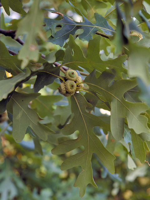 Quercus macrocarpa (Bur oak) #24063