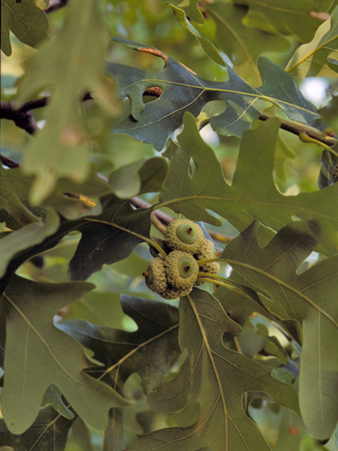 Quercus macrocarpa (Bur oak) #24064