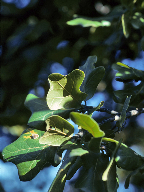 Quercus marilandica (Blackjack oak) #24068