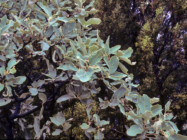 Quercus mohriana (Mohr oak) #24071
