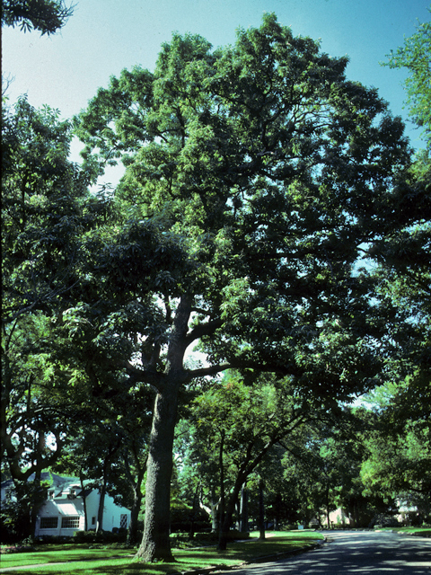 Quercus muehlenbergii (Chinkapin oak) #24072