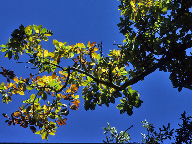 Quercus muehlenbergii (Chinkapin oak) #24073