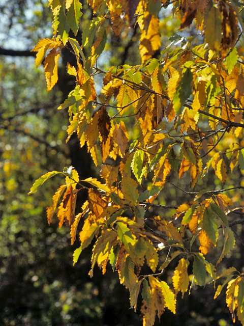 Quercus muehlenbergii (Chinkapin oak) #24074