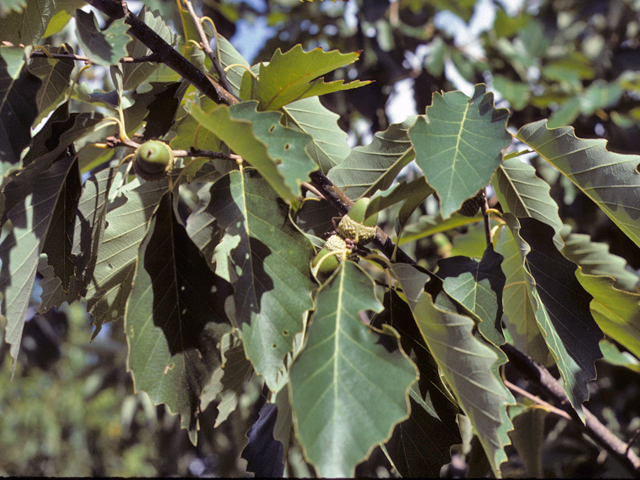 Quercus muehlenbergii (Chinkapin oak) #24075