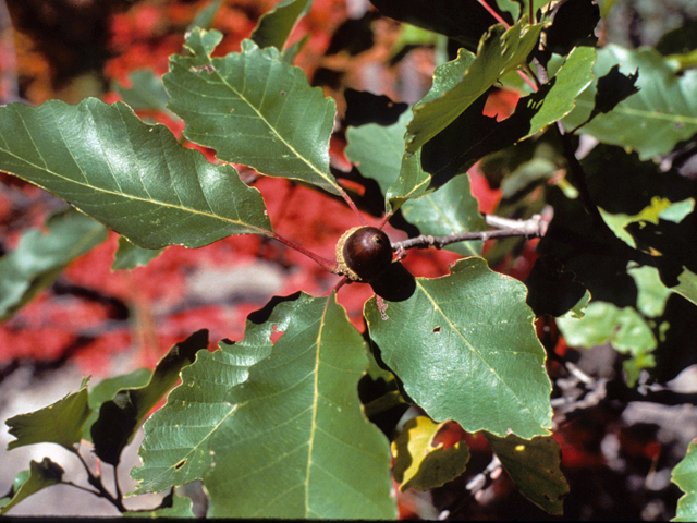 Quercus muehlenbergii (Chinkapin oak) #24076