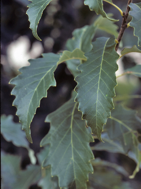 Quercus muehlenbergii (Chinkapin oak) #24077