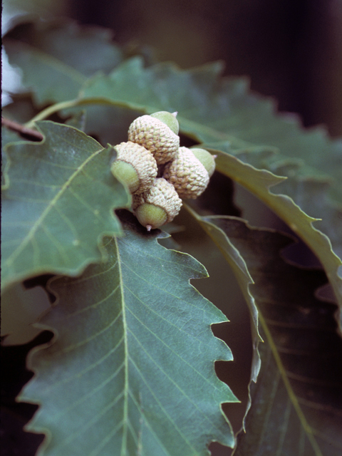 Quercus muehlenbergii (Chinkapin oak) #24078