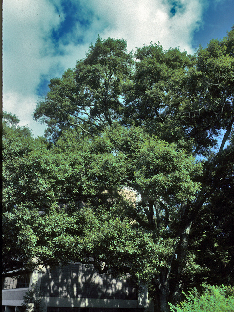 Quercus nigra (Water oak) #24079