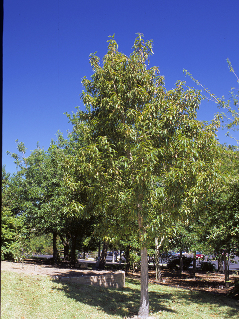 Quercus polymorpha (Mexican white oak) #24081