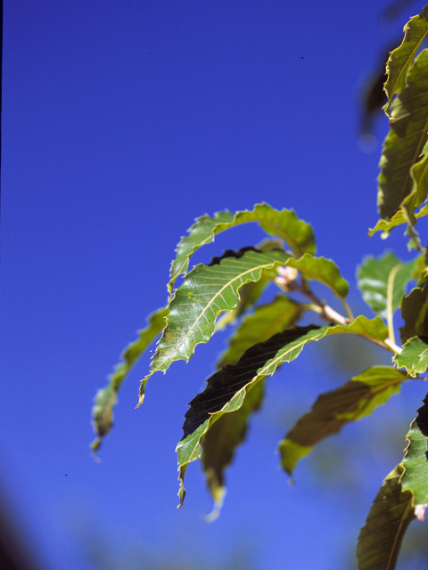 Quercus polymorpha (Mexican white oak) #24084