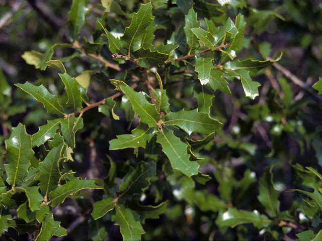 Quercus vaseyana (Vasey oak) #24087
