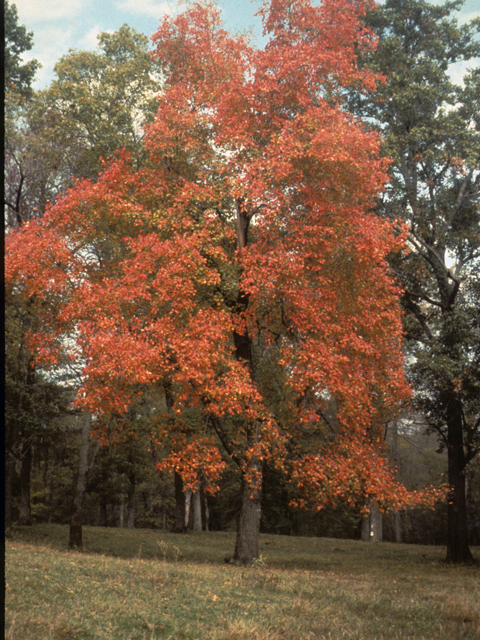 Quercus shumardii (Shumard oak) #24091