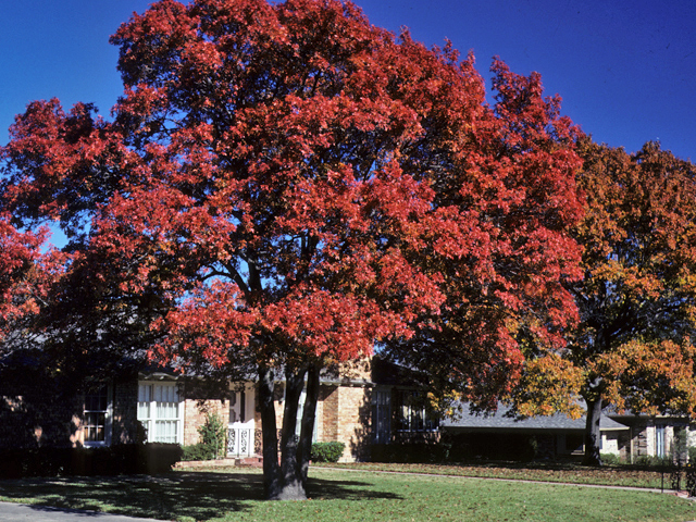 Quercus shumardii (Shumard oak) #24092
