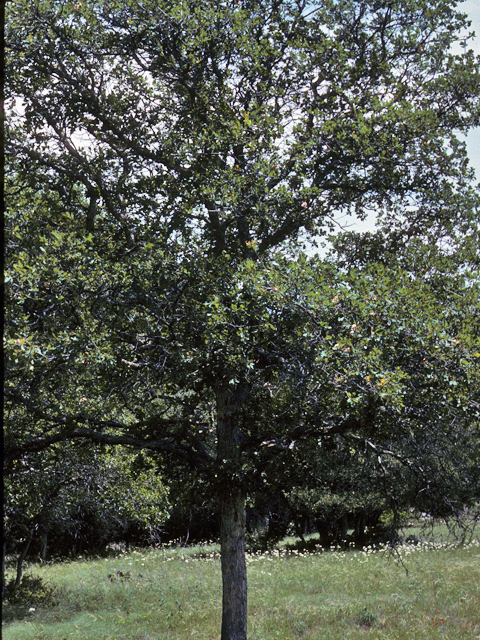 Quercus sinuata var. breviloba (White shin oak) #24103