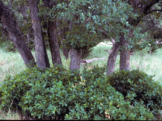 Quercus sinuata var. breviloba (White shin oak) #24104