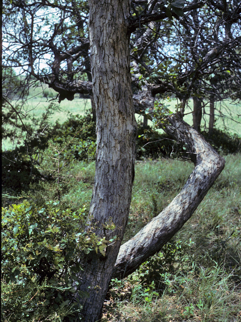 Quercus sinuata var. breviloba (White shin oak) #24105