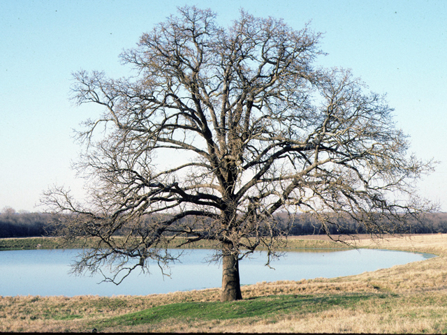Quercus stellata (Post oak) #24108