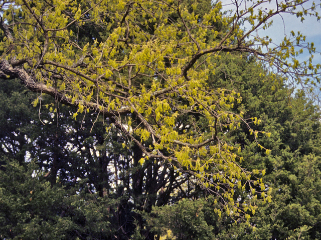 Quercus stellata (Post oak) #24111